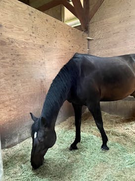 ノーザンホースパークに投稿された画像（2022/7/18）