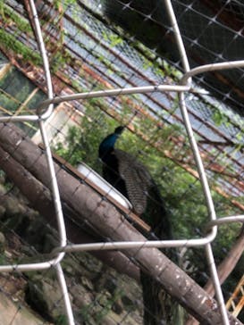 九十九島動植物園森きららに投稿された画像（2022/7/18）