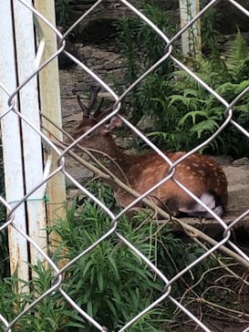 九十九島動植物園森きららに投稿された画像（2022/7/18）