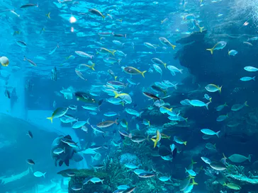 名古屋港水族館に投稿された画像（2022/7/18）