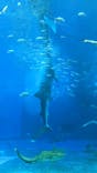 沖縄美ら海水族館に投稿された画像（2022/7/18）