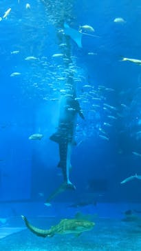 沖縄美ら海水族館に投稿された画像（2022/7/18）