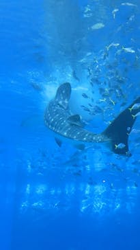 沖縄美ら海水族館に投稿された画像（2022/7/18）