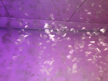 アクアワールド茨城県大洗水族館に投稿された画像（2022/7/18）