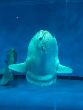 アクアワールド茨城県大洗水族館に投稿された画像（2022/7/18）