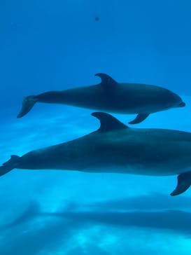 名古屋港水族館に投稿された画像（2022/7/18）