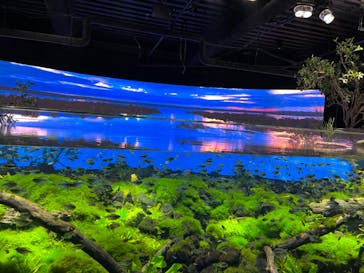 カワスイ 川崎⽔族館に投稿された画像（2022/7/18）