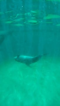 しながわ水族館に投稿された画像（2022/7/18）