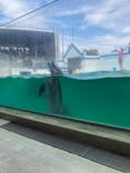 しながわ水族館に投稿された画像（2022/7/18）
