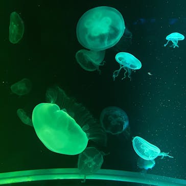 京都水族館×ニデック京都タワーに投稿された画像（2022/7/18）