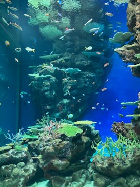 島根県立 しまね海洋館に投稿された画像（2022/7/18）