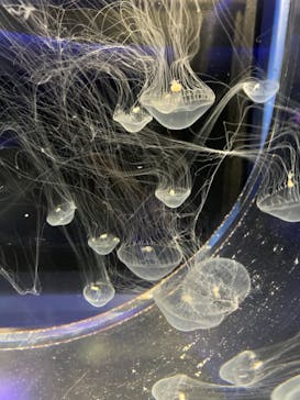 京都水族館に投稿された画像（2022/7/18）