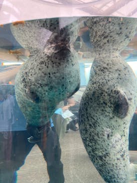 京都水族館に投稿された画像（2022/7/18）
