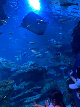 京都水族館に投稿された画像（2022/7/18）