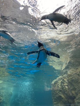 京都水族館に投稿された画像（2022/7/18）