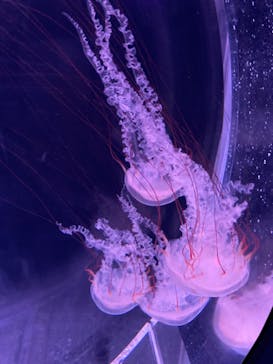 京都水族館に投稿された画像（2022/7/18）