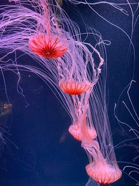 京都鉄道博物館×京都水族館に投稿された画像（2022/7/18）