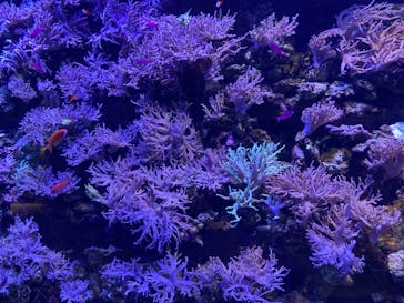 名古屋港水族館に投稿された画像（2022/7/18）