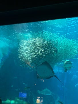 マリンワールド海の中道に投稿された画像（2022/7/18）