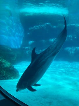名古屋港水族館に投稿された画像（2022/7/18）