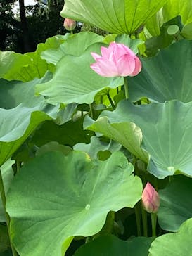 三溪園に投稿された画像（2022/7/18）