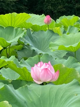 三溪園に投稿された画像（2022/7/18）