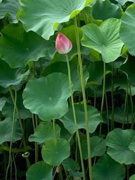 三溪園に投稿された画像（2022/7/18）