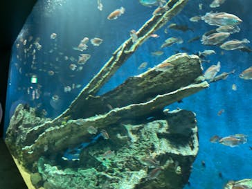 サンシャイン水族館に投稿された画像（2022/7/18）