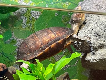 サンシャイン水族館に投稿された画像（2022/7/18）