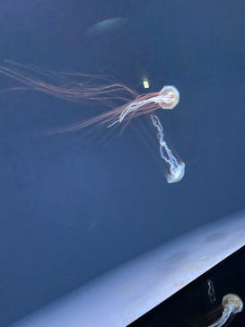 サンシャイン水族館に投稿された画像（2022/7/18）