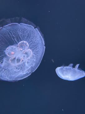 サンシャイン水族館に投稿された画像（2022/7/18）