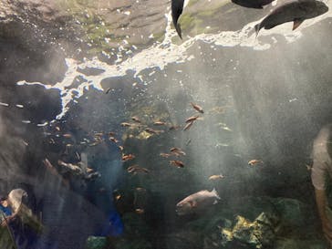 マリンワールド海の中道に投稿された画像（2022/7/18）