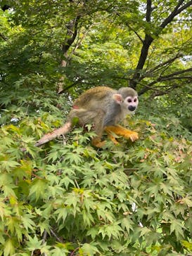 群馬サファリパークに投稿された画像（2022/7/18）