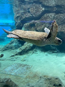 名古屋港水族館に投稿された画像（2022/7/18）