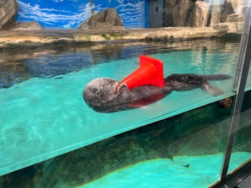 マリンワールド海の中道に投稿された画像（2022/7/18）