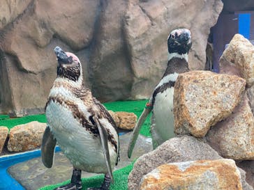 大分マリーンパレス水族館 「うみたまご」に投稿された画像（2022/7/18）