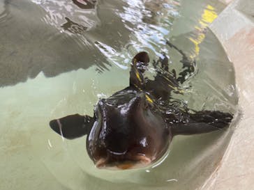 大分マリーンパレス水族館 「うみたまご」に投稿された画像（2022/7/18）