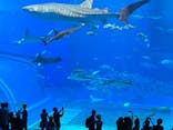 沖縄美ら海水族館に投稿された画像（2022/7/18）