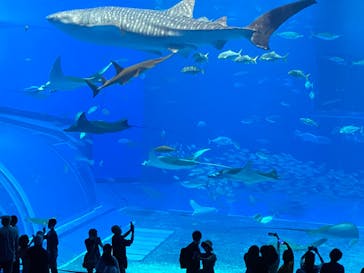 沖縄美ら海水族館に投稿された画像（2022/7/18）