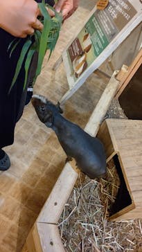 伊豆シャボテン動物公園に投稿された画像（2022/7/18）