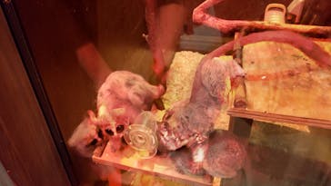 伊豆シャボテン動物公園に投稿された画像（2022/7/18）