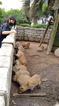 伊豆シャボテン動物公園に投稿された画像（2022/7/18）