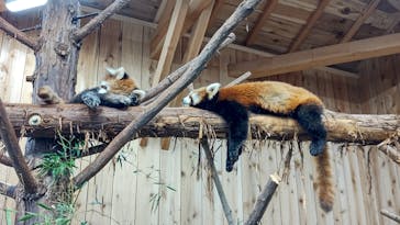 伊豆シャボテン動物公園に投稿された画像（2022/7/18）