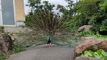 伊豆シャボテン動物公園に投稿された画像（2022/7/18）