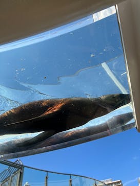 サンシャイン水族館に投稿された画像（2022/7/18）