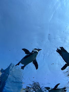 サンシャイン水族館に投稿された画像（2022/7/18）