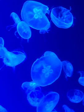 名古屋港水族館に投稿された画像（2022/7/18）