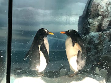 名古屋港水族館に投稿された画像（2022/7/18）