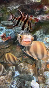 しながわ水族館に投稿された画像（2022/7/18）