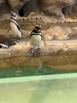 しながわ水族館に投稿された画像（2022/7/18）